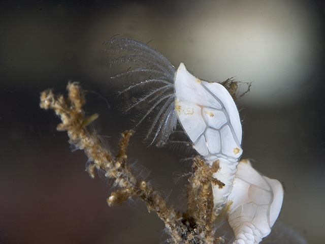 Представитель Семейства Scalpellidae